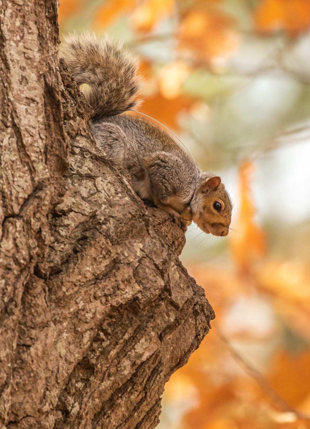 一只灰松鼠坐在树上的特写